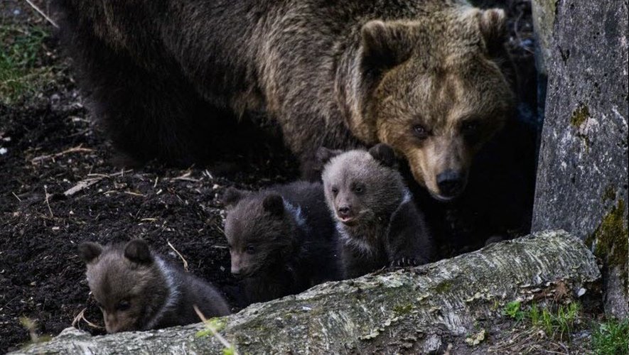 VIDEO. Pyrénées : l'Office français de la biodiversité annonce au moins six nouveaux oursons depuis janvier