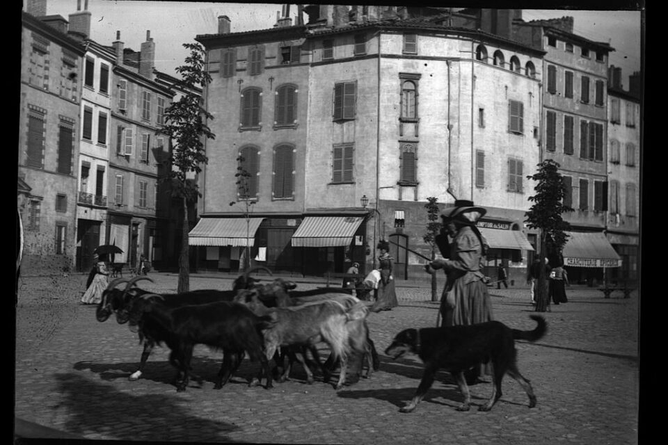 Au quartier des Carmes, des chèvres le 28 août 1898.