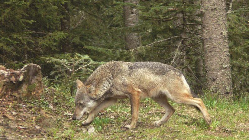 L'administration de la Nature confirme qu'un loup a bien été aperçu dans les régions d'Echternach et Beaufort
