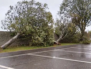 Des arbres déracinés par la tempête Ciarán à Ouistreham (Calvados) jeudi 2 novembre 2023.