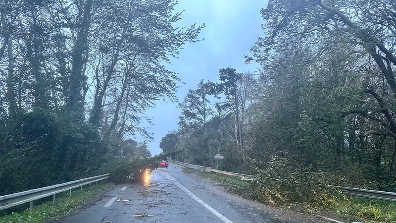 Des branchages sur la D673 à l'entrée de Grandville (Manche) jeudi 2 novembre 2023.
