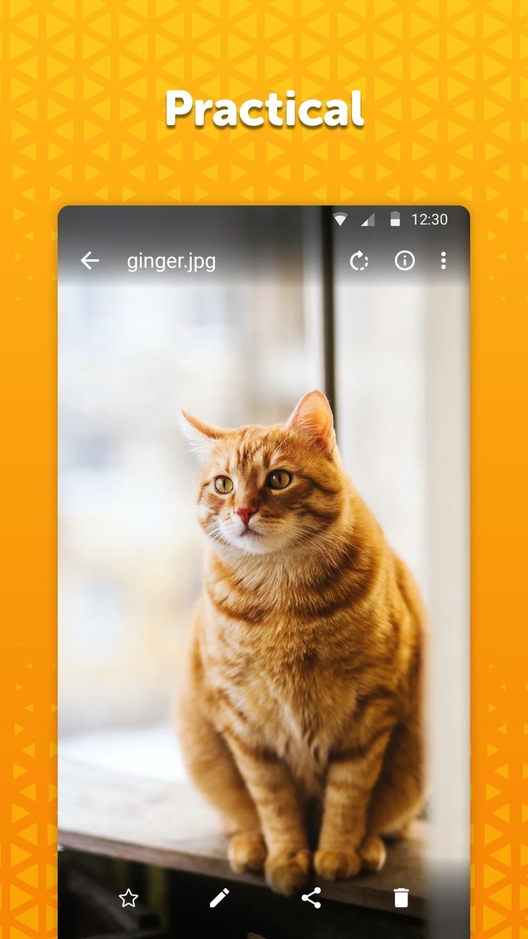 screenshot of an orange cat on an orange background