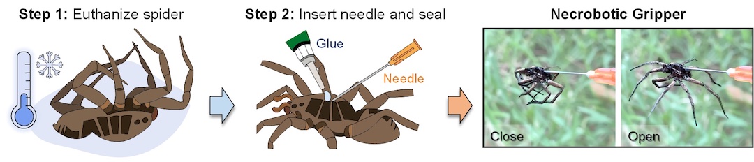 An illustration shows the process by which Rice University mechanical engineers turn deceased spiders into necrobotic grippers, able to grasp items when triggered by hydraulic pressure. Courtesy of the Preston Innovation Laboratory