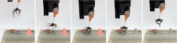 Rice University mechanical engineers have found a way to convert the bodies of deceased spiders into necrobotic grippers. Here, a gripper is used to lift a jumper and break a circuit on an electronic breadboard, turning off an LED. (Credit: Preston Innovation Laboratory/Rice University)