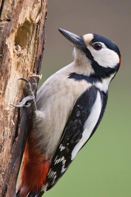 Master the Art of Wildlife Photography with These Expert Tips