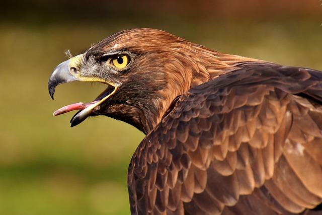 Capturing the Wild: Essential Wildlife Photography Tips
