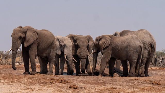 Choosing the Right Equipment for Wildlife Photography