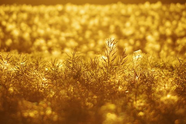 Utilizing Natural Light to Enhance Your Photos