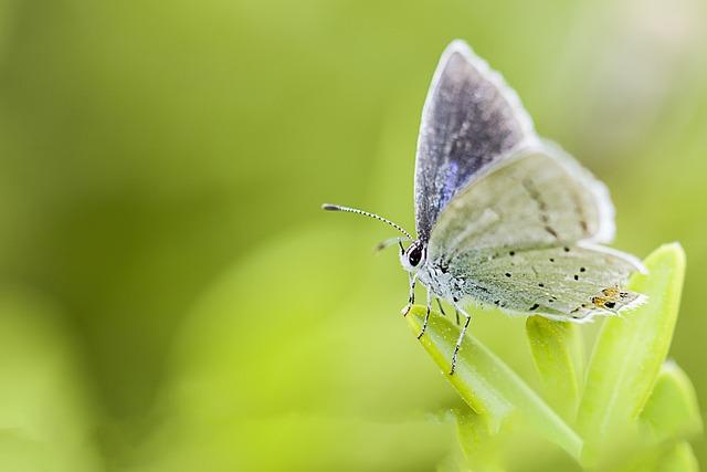 Tips for editing wildlife photos to perfection