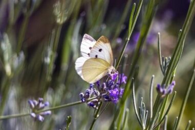 Capturing the Details: Macro Photography Tips