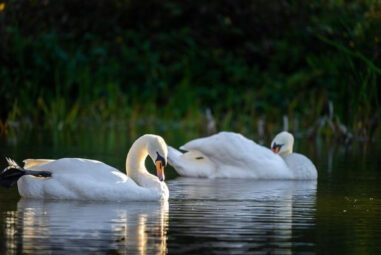 Capturing the Wild: Essential Wildlife Photography Tips