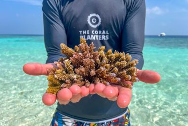 « Il est urgent de saisir l’ampleur du problème » pour The Coral Planters, à Anglet