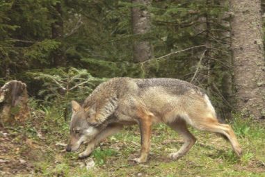 L’administration de la Nature confirme qu’un loup a bien été aperçu dans les régions d’Echternach et Beaufort