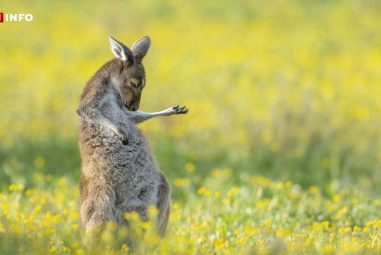 VIDÉO – Kangourou guitariste, oiseau boule de neige… Ces photos d’animaux sont les plus drôles de 2023