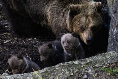 VIDEO. Pyrénées : l’Office français de la biodiversité annonce au moins six nouveaux oursons depuis janvier